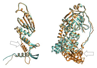 Visual comparison of the difference in structural prediction performance of AlphaFold2 (orange) against BaseFold (cyan) in the CASP15 and CAMEO competitions. Exemplified here with protein targets T1113 (bacteriophage T7 polymerase inhibitor, left) and 8SSD (methionine synthase, right), BaseFold’s predictions are much closer to the laboratory-validated structures (beige). The white arrows highlight areas where AlphaFold2’s predictions are significantly inaccurate.