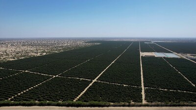 AvoAmerica's avocado fields in Peru. (PRNewsfoto/Unifrutti Group)