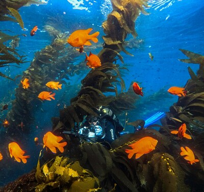 Scuba diver in kelp forest captured on GoPro.