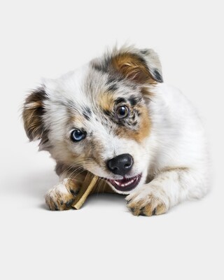 Smudge, a Mini Aussie, enjoys a DentaLife Puppy Teething Chew while being photographed by Randal Ford.