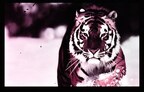 OLEDWorks Muti-stack OLED Microdisplay Image of Tiger