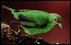 OLEDWorks Multi-stack OLED Microdisplay Image of a Bird