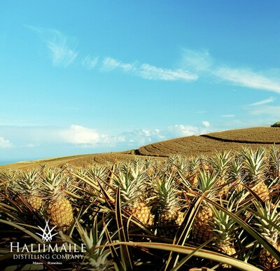 Hali’imaile Distilling Company in Maui Crafts "Hawaii in a Bottle"