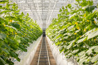 Lufa Farms unveils its most advanced and efficient rooftop greenhouse yet