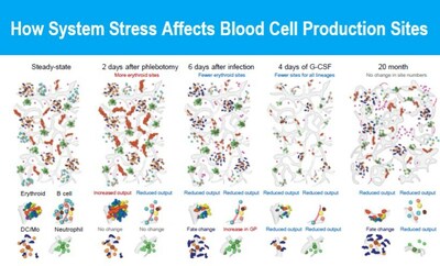 New study in the journal Nature, led by experts at Cincinnati Children's, reveals unprecedented cell-by-cell detail of how the bone marrow's blood production process works, and how different forms of stress affect production sites.
