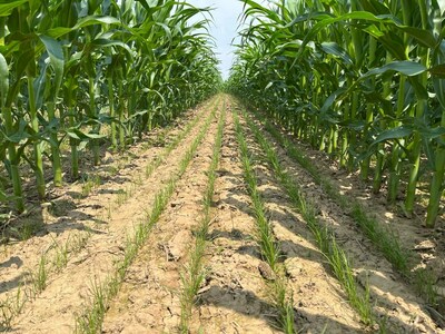 Drill-interseeded Cover Crops in Corn