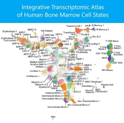 A large team of scientists led by experts at Cincinnati Children’s has published the world’s most detailed “atlas” of the many types of stem cells and early progenitors involved in producing human blood from diverse donors.
