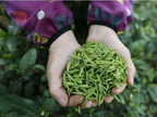 El bosque de té Duyun Maojian entra en la temporada de cosecha de primavera en Guizhou, China