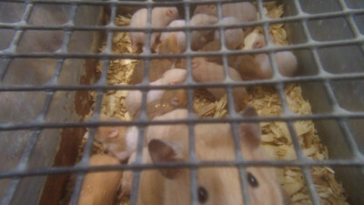 Hamster mom and pups in breeding mill. (CNW Group/Last Chance For Animals)