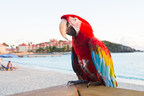 Celebrate Gizmo's Birthday With up to 35% Off St. Maarten Stays at Divi Little Bay Beach Resort!