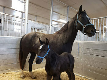 A black horse stands with her foal in their stall (CNW Group/Royal Canadian Mounted Police)