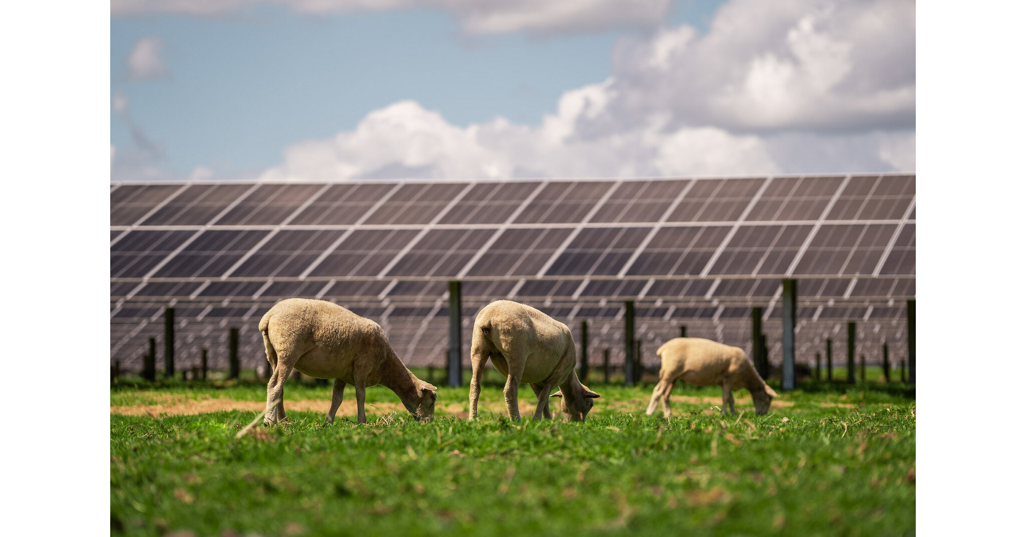 Trina Solar alimente la plus grande ferme solaire de Nouvelle-Z&eacute;lande avec une solution int&eacute;gr&eacute;e de suivi des modules