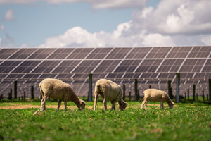 Trina Solar alimente la plus grande centrale solaire de Nouvelle-Zélande avec une solution de modules-traqueurs intégrée