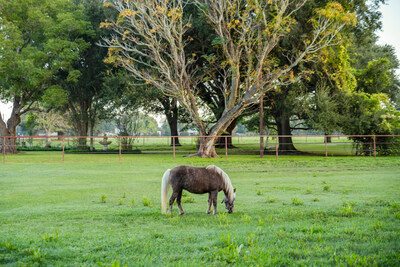 Mini-horse, Quiznos, in the pasture at HarBet Lodge, new Texas Ranch stay outside of Houston, TX.