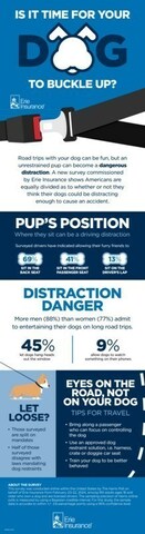 Is it time for your dog to buckle up? A new survey commissioned by Erie Insurance shows Americans are equally divided as to whether or not they think their dogs could be distracting enough to cause an accident.
