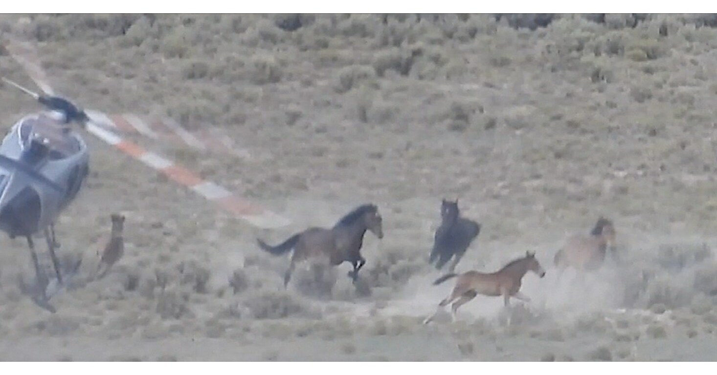 Federal Court Supports Wild Horse Advocates Against BLM in Groundbreaking Ruling