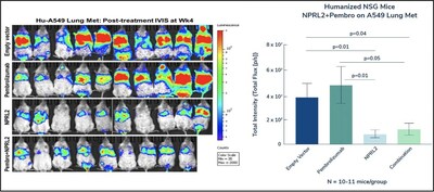 In a humanized mouse model evaluating the intravenous injection of NPRL2 gene-loaded cationic lipoplexes (DOTAP-NPRL2) with or without anti-PD1 drugs (pembrolizumab), a dramatic anti-tumor effect was mediated by NPRL2 treatment. Bioluminescence imaging on mice showed that 7 out of 10 mice contained an extremely low amount of tumor burden in the NPRL2 treatment group, which was significantly different than in the control or pembrolizumab group.