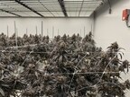 Cannabis Genetics Company Phylos Announces Elite Seeds: High-Potency, Production-Ready F1 Hybrid Seeds for Controlled Environments