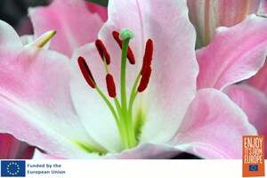 Lilies Named 2024 Bulb of the Year by the National Gardening Bureau