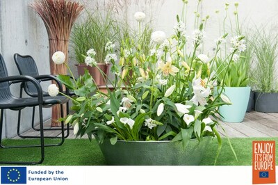www.flowerbulbs.eu