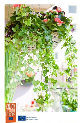 www.flowerbulbs.eu