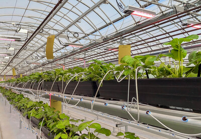 The Center for Horticultural Innovation, a division of South Essex Fabricating (SEF), will be conducting strawberry trials in their experimental greenhouse, testing Sollum®'s dynamic smart LED solution against traditional LED lighting. The Center for Horticultural Innovation is just one of many companies based in Leamington, Canada's greenhouse capital, working with Sollum Technologies. (CNW Group/Sollum Technologies)