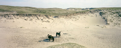 Thaddeus Holownia, Sable Island NS, 1988, Chromogenic contact print, 15.5 x 41.0 cm from the series Sable Island An Elemental Landscape 1986-1996 Collection: Art Gallery of Nova Scotia (Groupe CNW/Scotiabank)