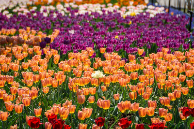 Canadian Tulip Festival,  Commissioners Park, Dow's Lake, Ottawa, Ontario, Canada (CNW Group/Canadian Tulip Festival)