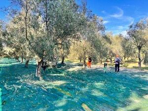 Filippo Berio shares 2023/24 harvest update; challenges remain but cautious optimism for future olive oil production