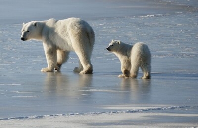 Polar Bear Mother and Cub near Churchill, MB (CNW Group/Gold Star Canadian Tours)