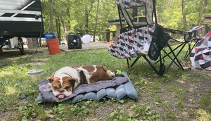 More Than Half of Campers Bring Their Dogs (And Some Bring Cats)