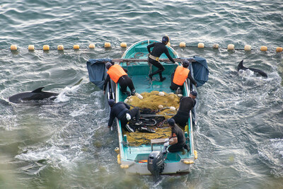 Every year in a small coastal town called Taiji in Japan hunters capture dolphins for luxury meat and the tourism industry. Through desktop and in-country research, World Animal Protection examined the scale of tourism's connection to the Taiji dolphin hunts and identified 102 entertainment facilities across 20 countries that have purchased dolphins originating from these hunts. Photo: Robert Gilhooly, 2023 (CNW Group/World Animal Protection)