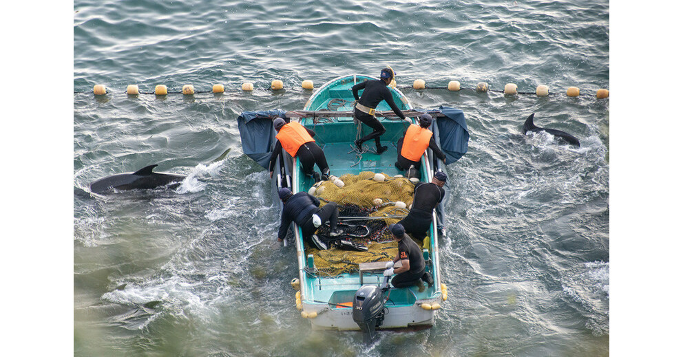 Travel companies operating in Canada complicit in Taiji dolphin hunts, new report reveals
