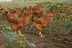LaBelle Patrimoine has been approved by the USDA to use the regeneratively raised claim, acknowledging the brand's commitment to sustainable and environmentally-friendly poultry farming practices.