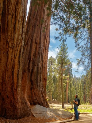 Majestic giant sequoia trees in Sequoia National Park, near Visalia, California