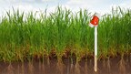 GroGuru® Launches World's First Fully Integrated Wireless Underground System Soil Sensor Probe for Continuous Root Zone Monitoring of Annual Field Crops