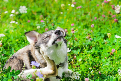 Seasonal allergies affect pets too.