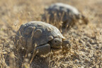 70 Critically Endangered Desert Tortoises Reintroduced into Wild Emerge from Brumation