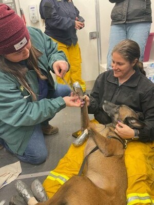 The Texas A&M VET wraps a search and rescue dog’s paws to protect them from surfaces charred by the Smokehouse Creek fire