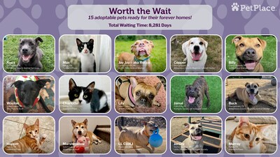 15 adoptable pets ready for their forever homes!