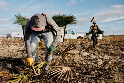 Seedling planting at Hurricane Michael project site.