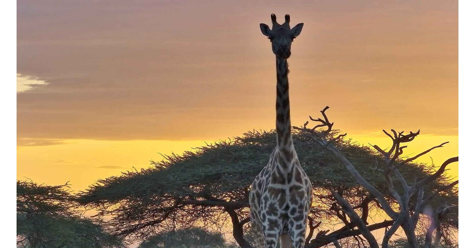 Hikvision technologies unveil the wonders of nature in Africa Hikvision technologies unveil the wonders of nature in Africa