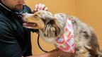 Binder Animal Hospital in St. Louis, Missouri Introduces Same-Day Urgent Care Services