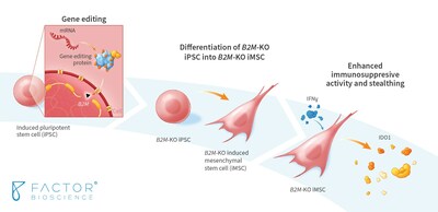 iMSCs Derived from mRNA-Engineered B2M-KO iPSCs Exhibit Enhanced Immunosuppressive Activity and Stealthing Features