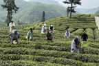 Angel Yeast invite des étudiants internationaux à découvrir le thé noir de Yichang dans la plantation de thé de Dafengkou