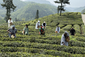 Angel Yeast Brings International Students To Experience Yichang Black Tea At Dafengkou Tea Plantation