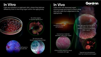 Gordian Biotechnology In Vitro vs. In Vivo Gene Therapy Testing