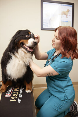 Veterinarian examines dog