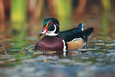 Beaverton Wood Duck (CNW Group/Ducks Unlimited Canada)
