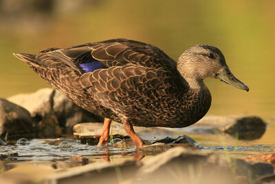 Beaverton Black Duck (CNW Group/Ducks Unlimited Canada)